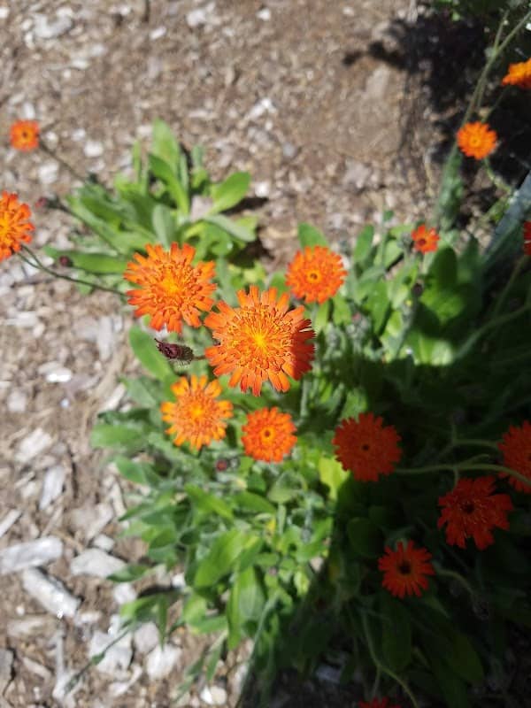 Botanical Garden - Image 2