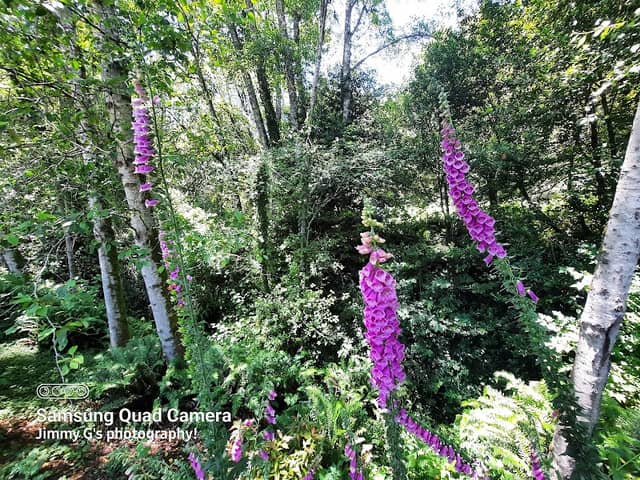 Botanical Garden - Image 1