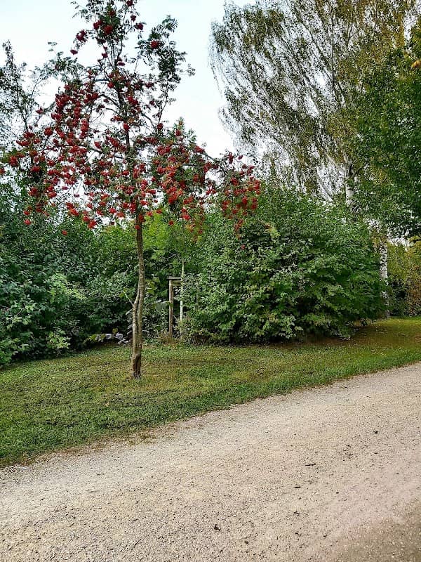 Grünzug -Allee Baum des Jahres - Image 2