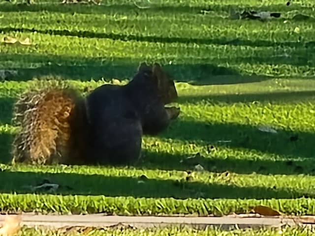 Martha Pointer Park - Image 1