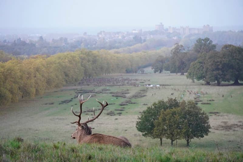 The Deer Park - Image 1