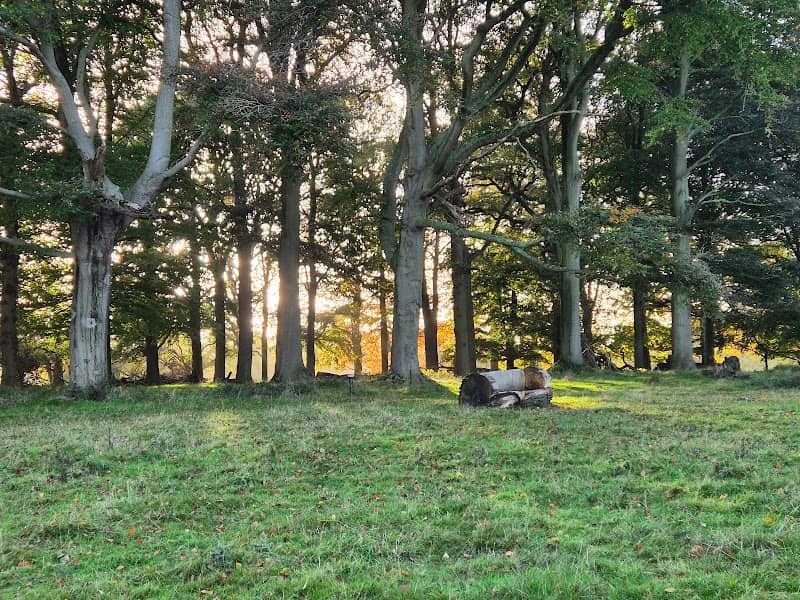The Deer Park - Image 2