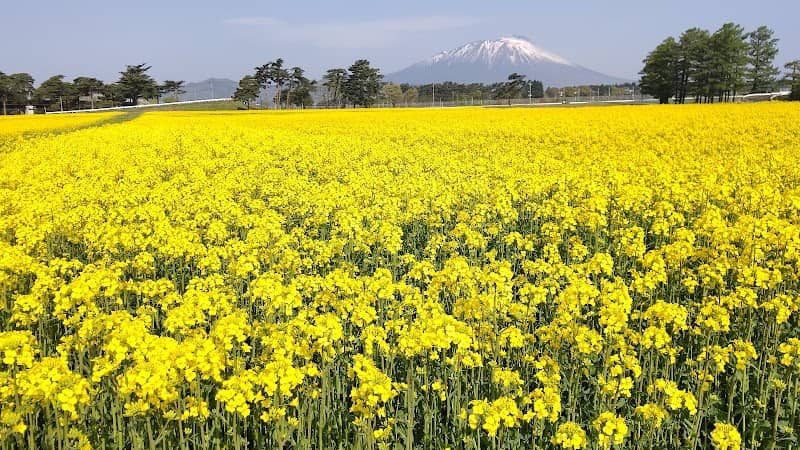 東北農業研究センター 菜の花畑 - Image 1
