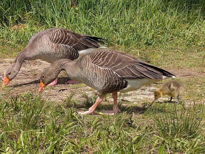 Lakeside Country Park - Image 2