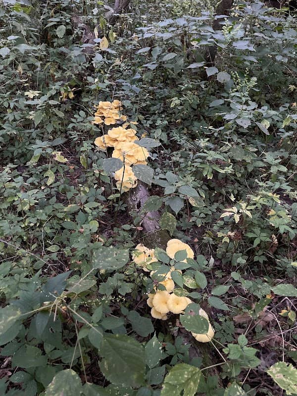 Brayton Memorial Forest Wildlife Management Area - Image 2