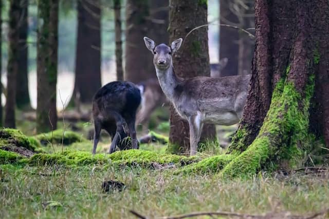 Wildpark Landsberg am Lech - Image 1