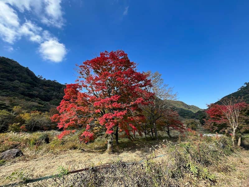 遊々の森 - Image 1