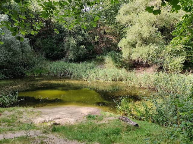 Tonteich in den Lausebergen - Image 2