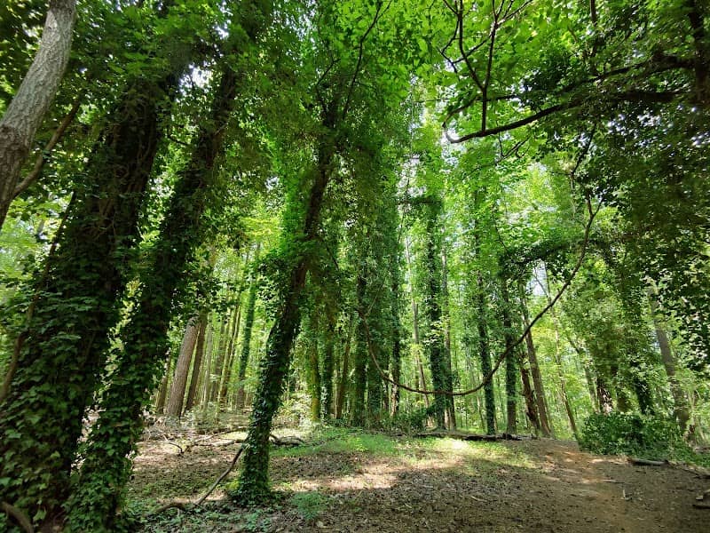 Mims Trail - Image 1