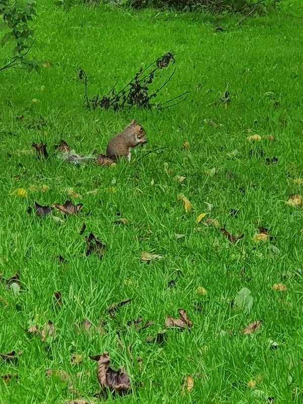 Whitegate Park - Image 2