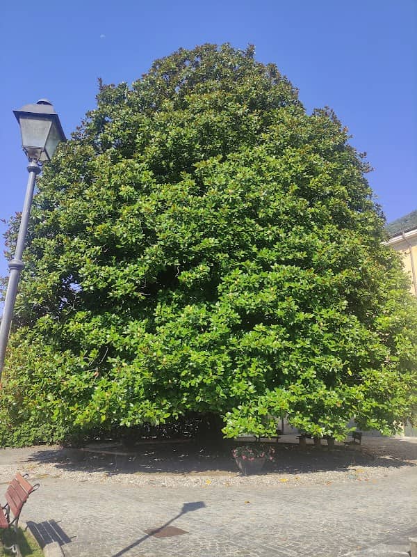 Magnolia (albero) - Image 1