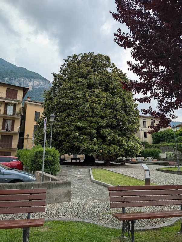 Magnolia (albero) - Image 2