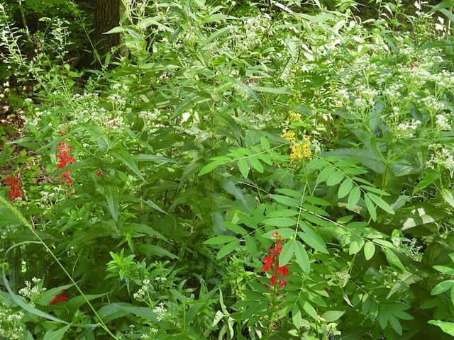 WOODLAND LOOP TRAIL - Image 1