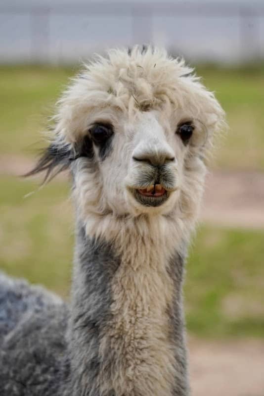 Harmony Ranch Alpacas, LLC - Image 1