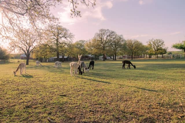 Harmony Ranch Alpacas, LLC - Image 2