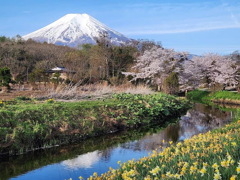 Omiya Bridge (Cherry Blossom Line along the Shinnasho River) - Image 3