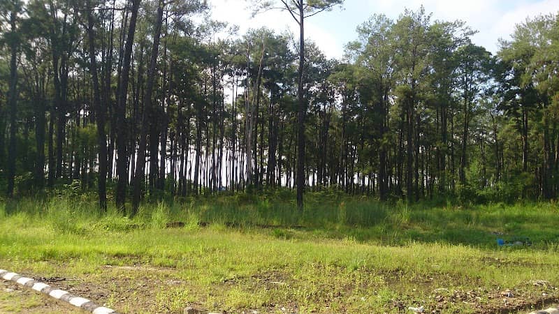 Pine Forest II - Image 2