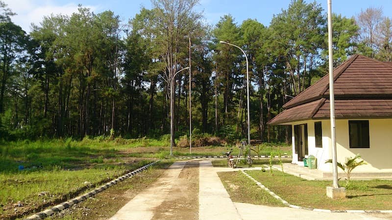 Pine Forest II - Image 1