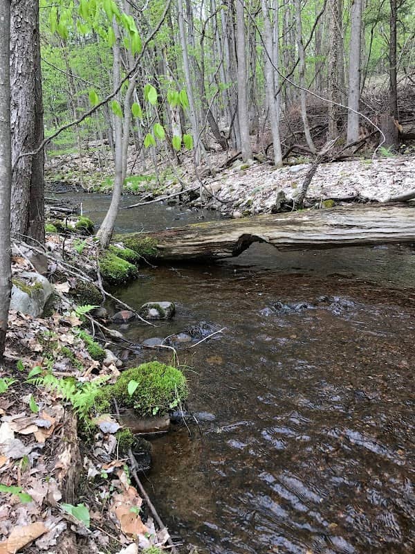 Stone Barn State Forest - Image 1