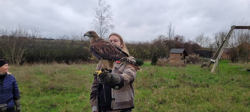 Bird on the Hand Falconry Experiences - Image 2