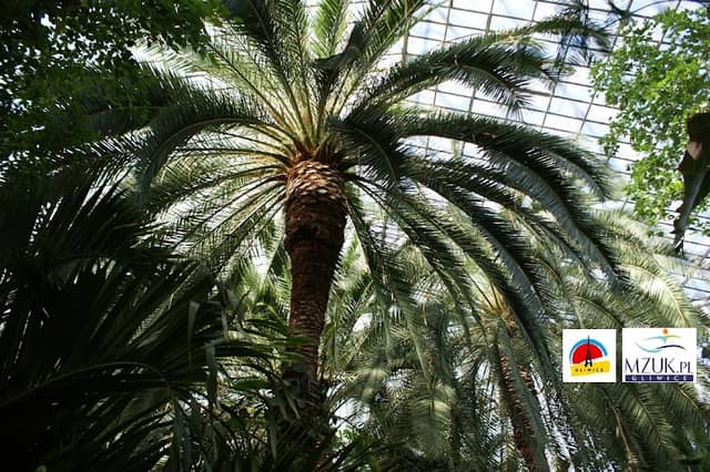 The Municipal Palm House, Gliwice - Image 1