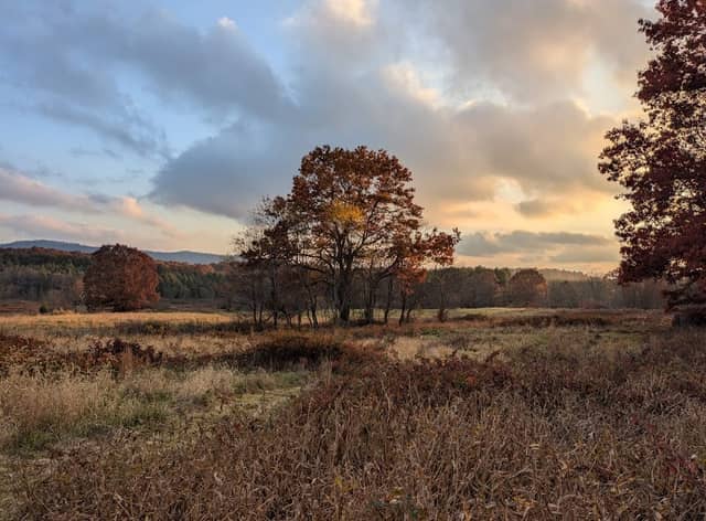 Wild Meadows - Image 1