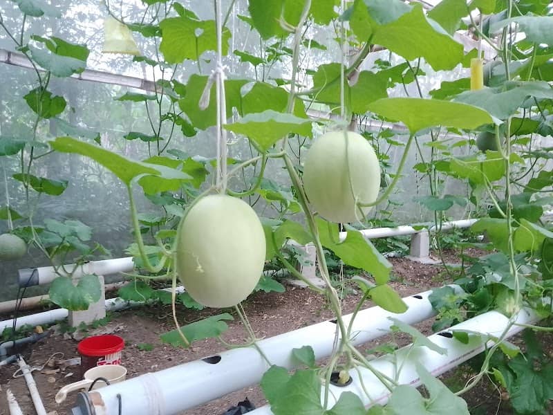 ali farm kebun melon hidroponik - Image 1