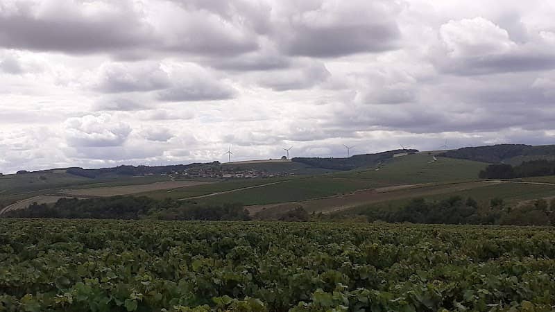 Vignes du Chablis - Image 1