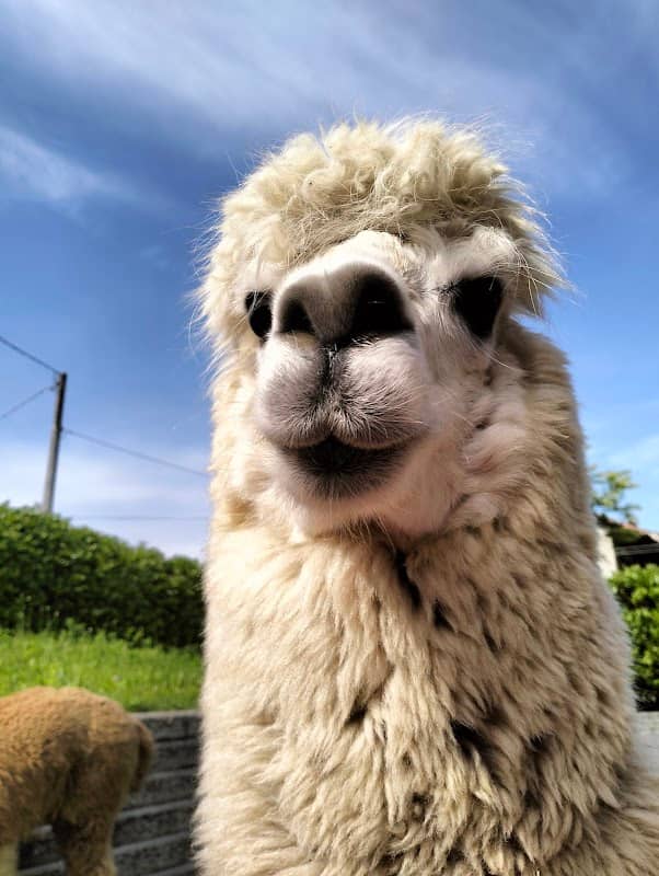 Langalpaca - Image 1