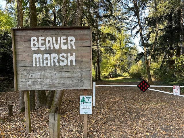 Beaver Marsh - Image 2