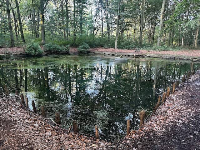 Goldfischteich - Image 1
