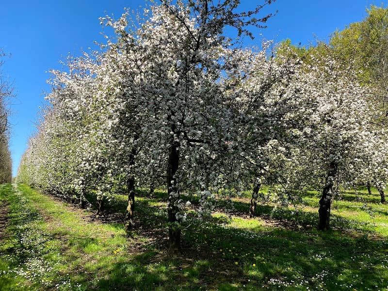 West Down Orchard - Image 2