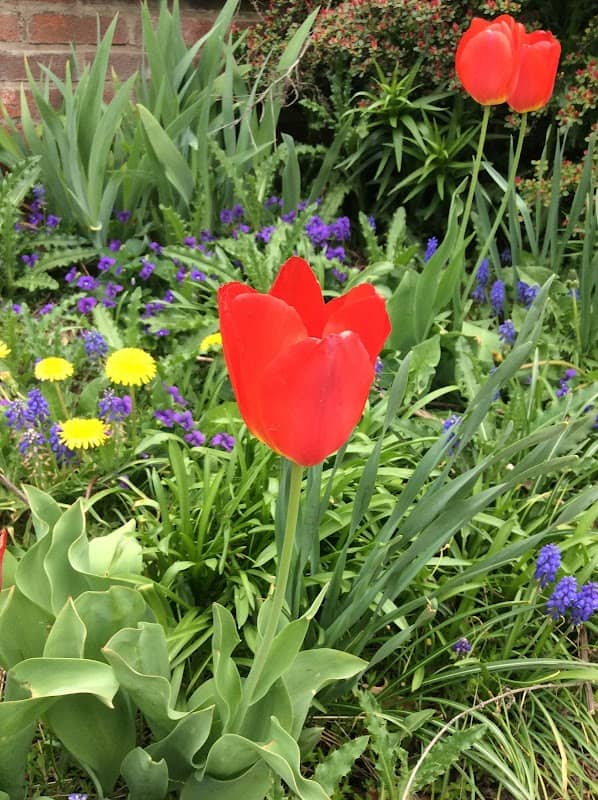 Jackson Mansion Memorial Rose Gardens - Image 3