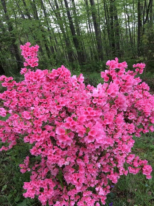 Jackson Mansion Memorial Rose Gardens - Image 2