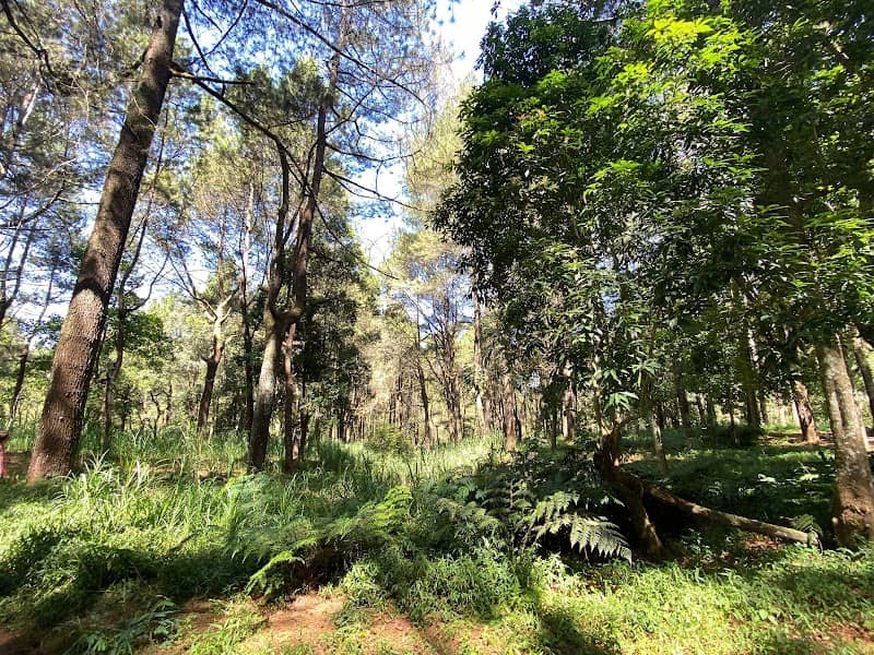 Hutan Pinus Glagalinggah Lestari - Image 1