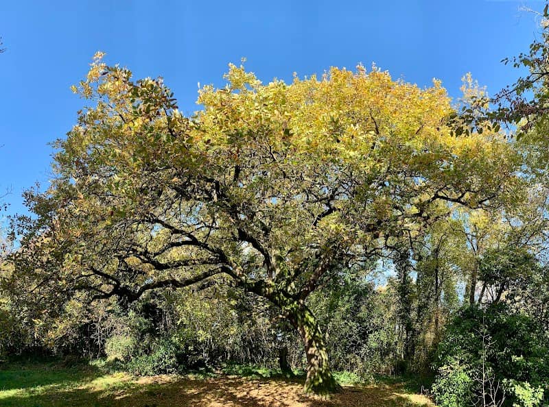 La Quercia della Rocca - Image 1