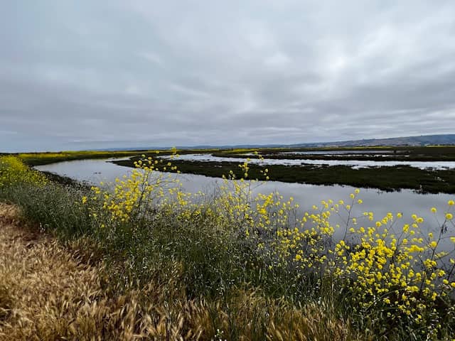 Eden Landing Ecological Reserve - Image 3