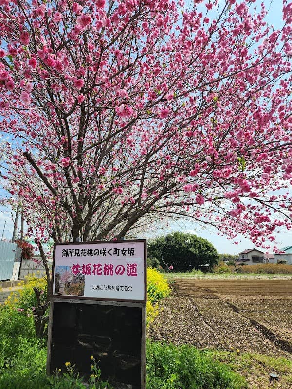 女坂花桃の道 - Image 1