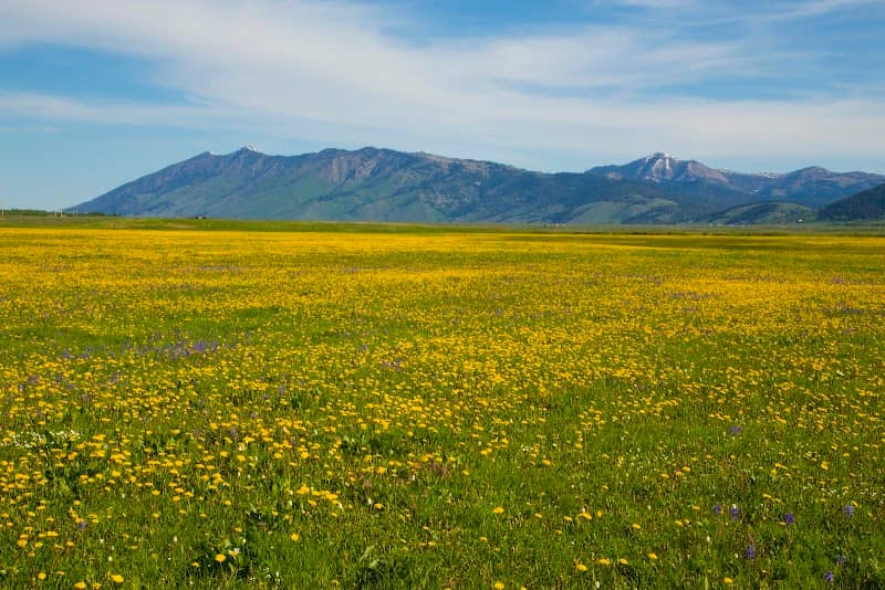 Flat Ranch Preserve - Image 1
