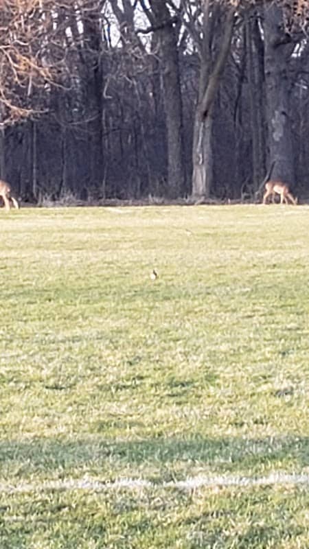 Smith's Crossing Community Park - Image 2
