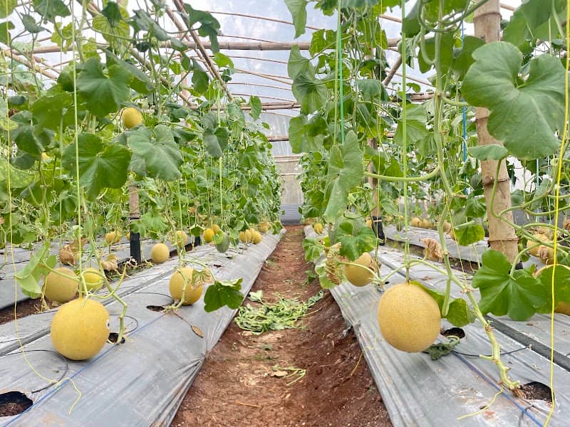 WISATA PETIK MELON BUMDES LESTARI DESA KALIANGET TIMUR - Image 1