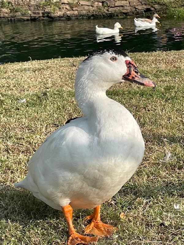 Duck Pond - Image 2