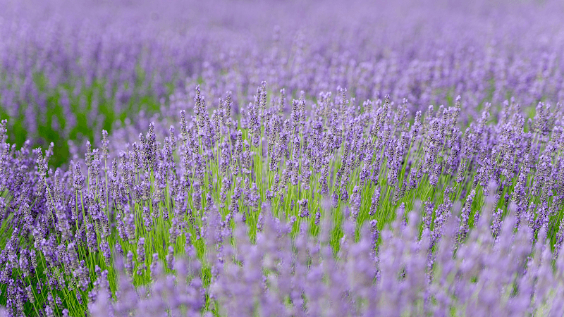 Lavender By the Bay - Image 3