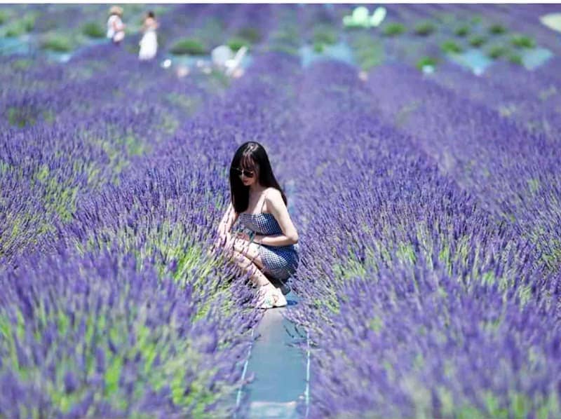 Lavender By the Bay - Image 1