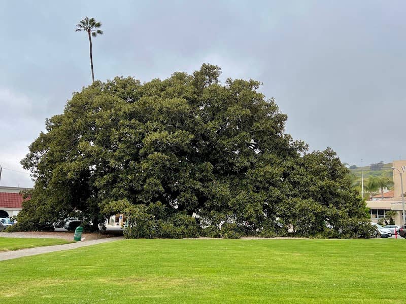 Moreton Bay Fig Tree - Image 2