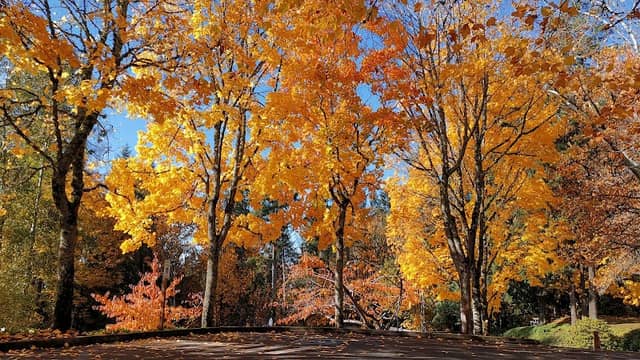 Forest Glen Neighborhood Park - Image 2
