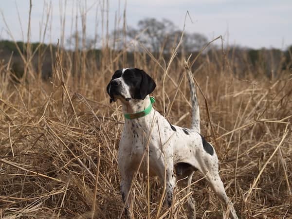 Rockin Robin Kennel & Outfitters - Image 1