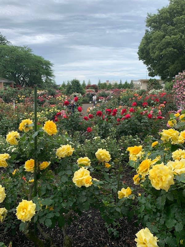 Kanazawa Minami General Athletic Park Rose Garden - Image 1