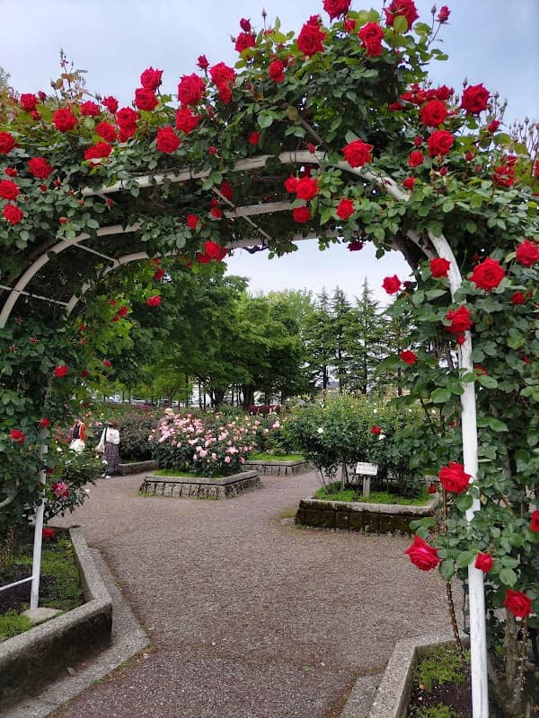 Kanazawa Minami General Athletic Park Rose Garden - Image 2