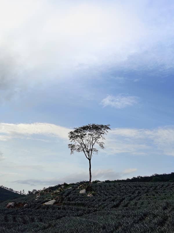 Kodumon estate road - Image 1